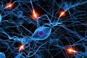 El aislamiento social daña el cerebro