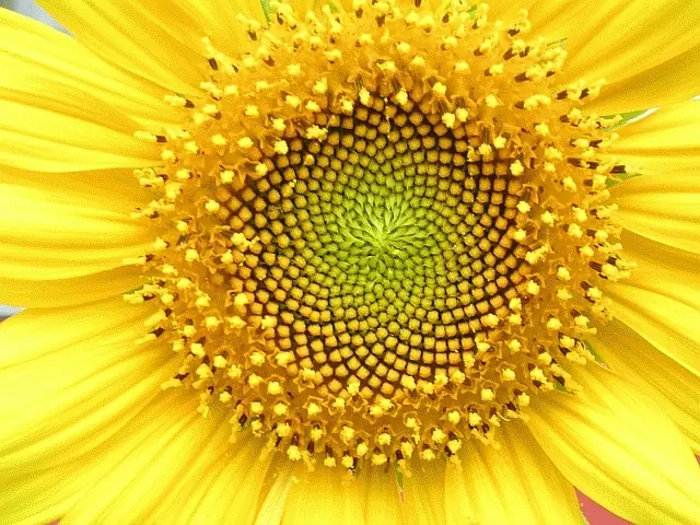 fibonacci
