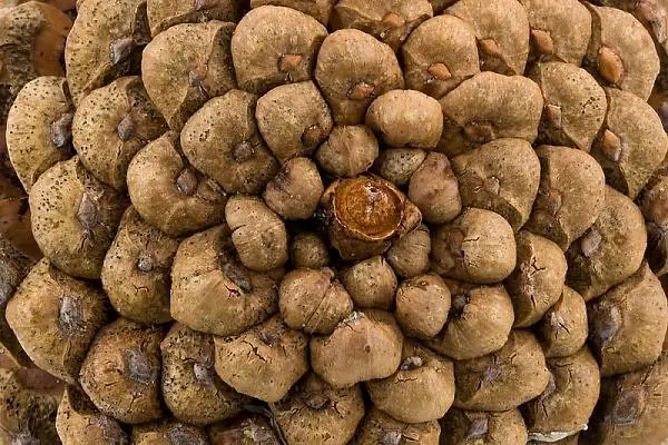 sucesion de fibonacci