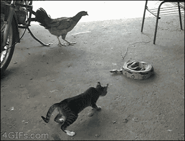 Gifs