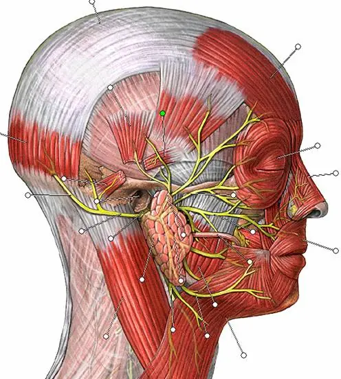 ¿Sufrís dolores de cabeza frecuentes? Entra!