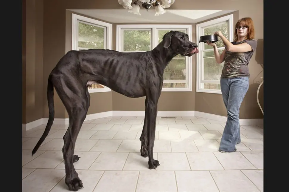 Ultimas imagenes del libro Record Guinness 2013