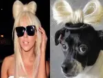 Perros Gaga (Lady Gaga) (o vestidos como lady gaga)