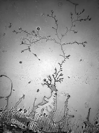 Lágrimas bajo el microscopio...Impactante