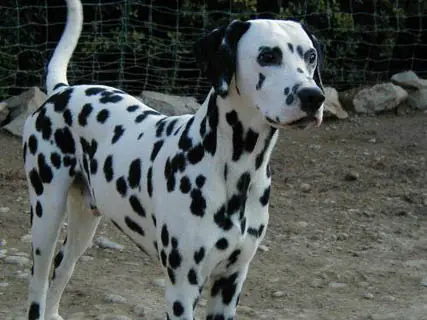 razas de perros
