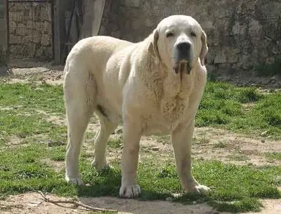 razas de perros