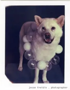 Perros Gaga (Lady Gaga) (o vestidos como lady gaga)