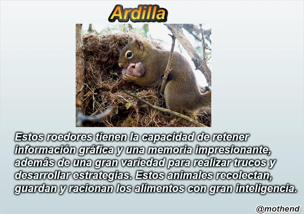 Animales