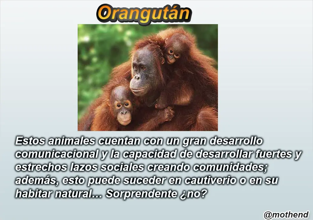 Los 10 animales más inteligentes del planeta.
