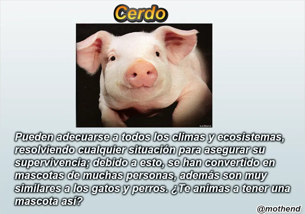 Animales mas inteligente