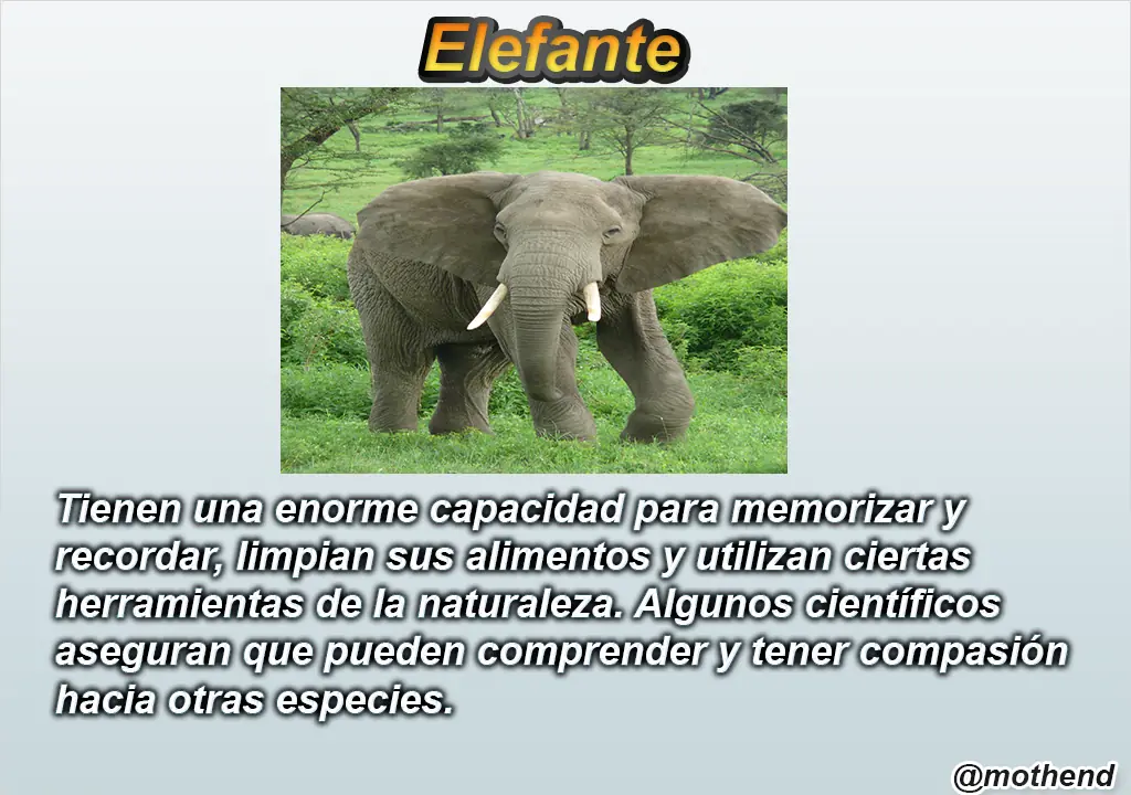 los 10 animales mas inteligente