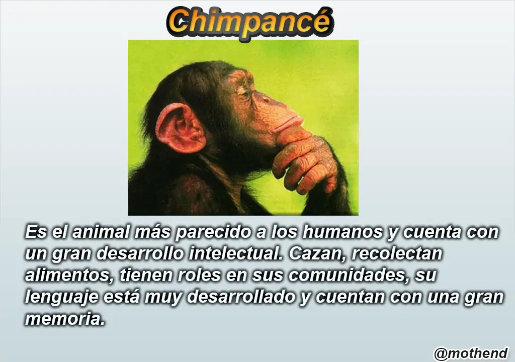 Animales mas inteligente