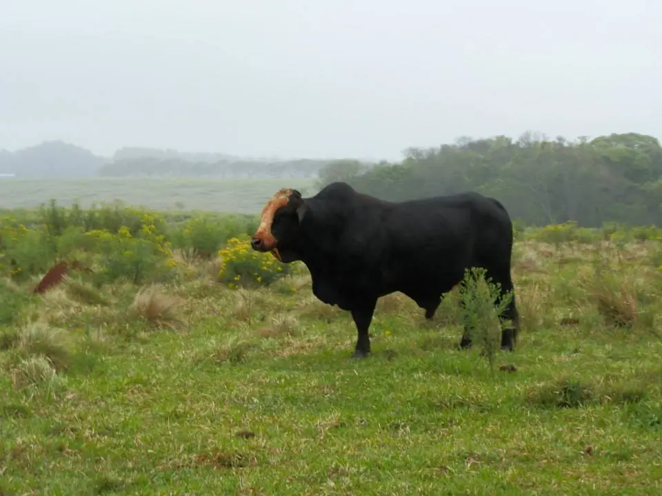 campo