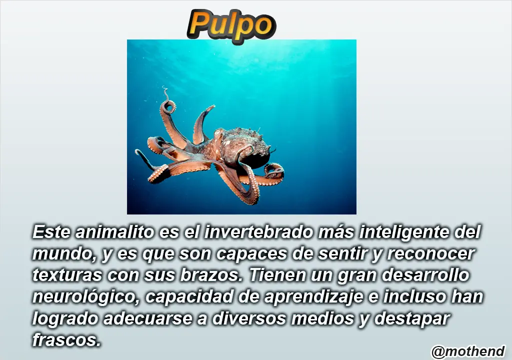 los 10 animales mas inteligente
