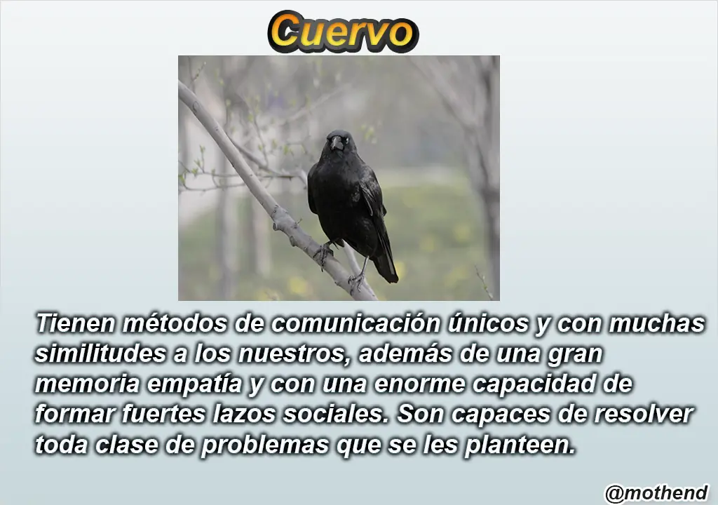 animales mas inteligentes del pl