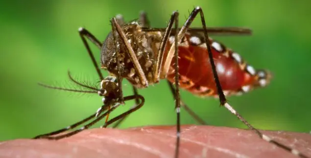 Brasil combatirá el dengue con mosquitos mutantes