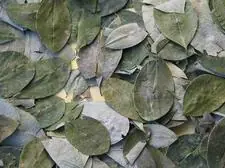 La hoja de la coca...( post nunca echo )