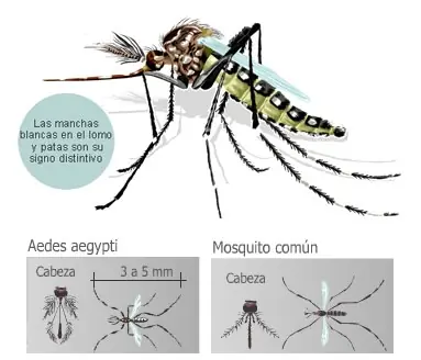 Guia para prevenir el contagio del Dengue