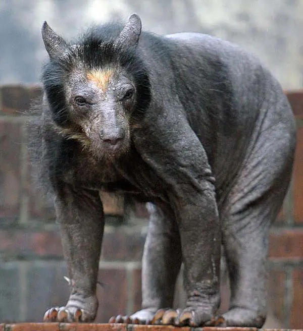 animales que perdieron pelo 15
