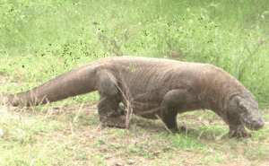 Curiosidades sobre el Dragón de Komodo.