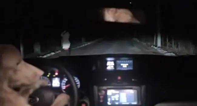 Perro se hace el muerto y se roba un auto