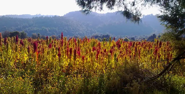 Amaranto, el Mejor Alimento de Orígen Vegetal