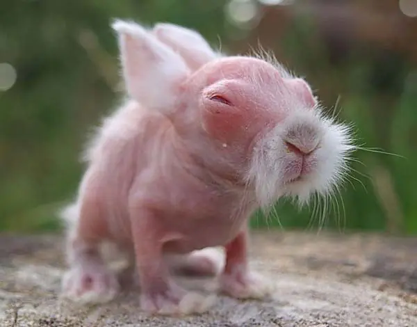 Estos 15 animales perdieron por completo su Pelo.