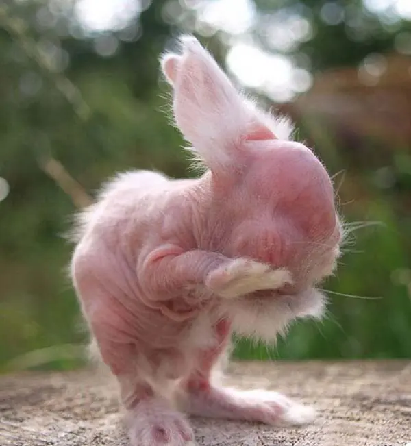 animales sin pelo