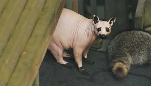 15 animales