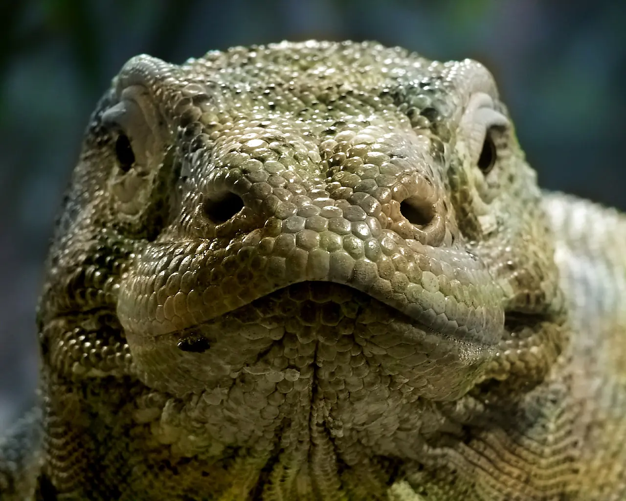 Komodo de cómodo no tiene nada! Asesino!