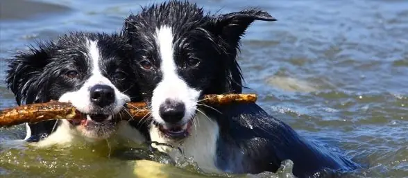 Los perros sienten celos?Entra Y Averigualo