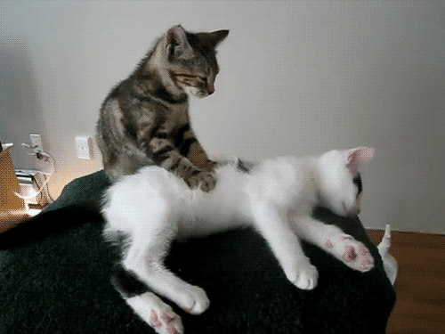 Graciosos gifs de gatos [parte 1]