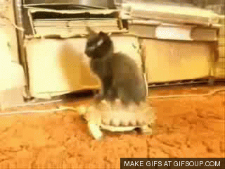 Graciosos gifs de gatos [parte 1]
