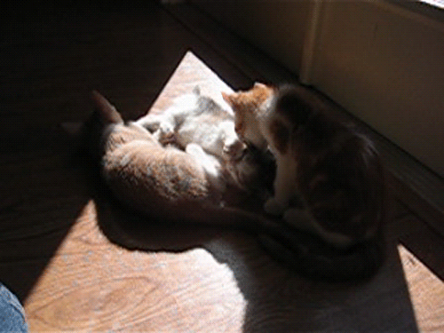 gato