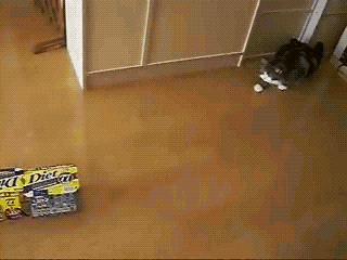 Graciosos gifs de gatos [parte 1]