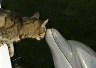 gato