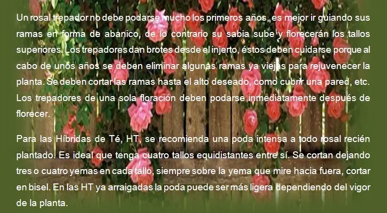formacion