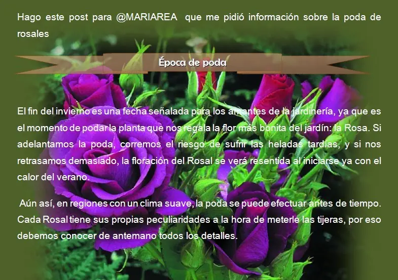 Poda de rosales