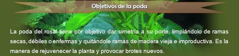 rosas