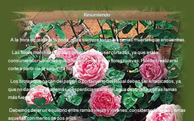 Rosa