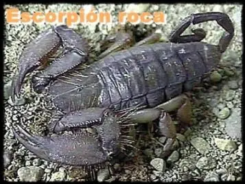 Los insectos y aracnidos mas grandes del Mundo