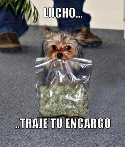 espero