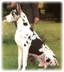 perro