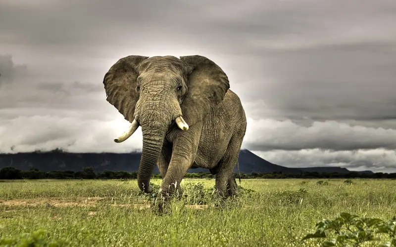 15 De Los Animales Mas Grandes Que Hay
