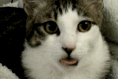 Graciosos gifs de gatos [parte 1]