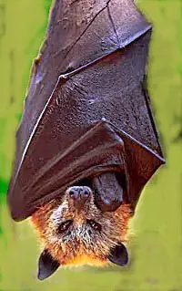 15 De Los Animales Mas Grandes Que Hay