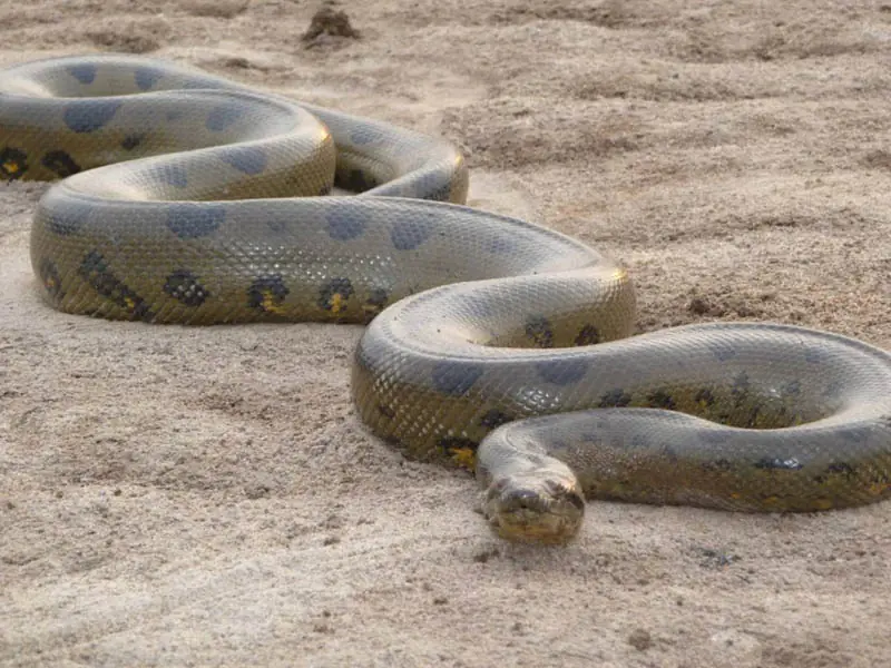 15 De Los Animales Mas Grandes Que Hay