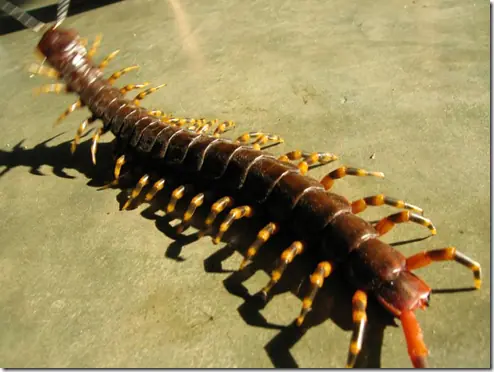 aracnidos