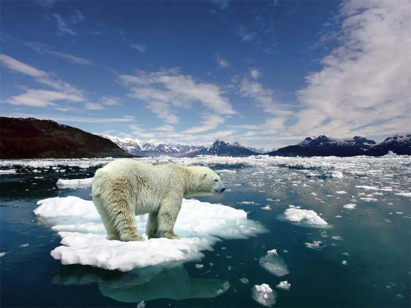 Animales