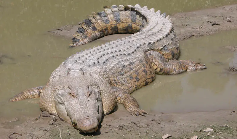 15 De Los Animales Mas Grandes Que Hay